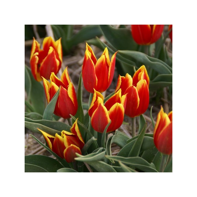 T. 'Duc van Tol Red and Yellow' T. 'Duc van Tol Red and Yellow'
