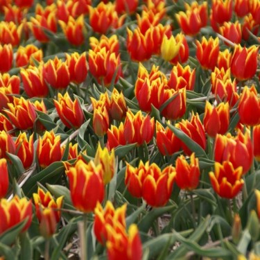 T. 'Duc van Tol Red and Yellow' T. 'Duc van Tol Red and Yellow'