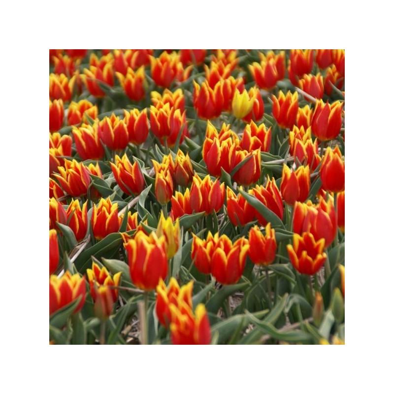 T. 'Duc van Tol Red and Yellow' T. 'Duc van Tol Red and Yellow'
