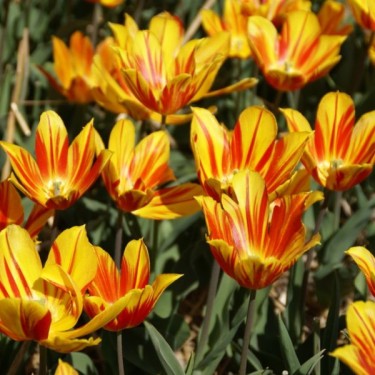Tulipa 'Duc van Tol Aurora'