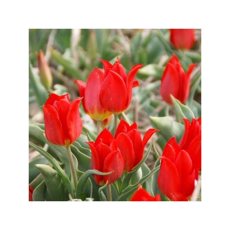 Tulipa 'Duc van Tol Cocchineal' Tulipa 'Duc van Tol Cocchineal'