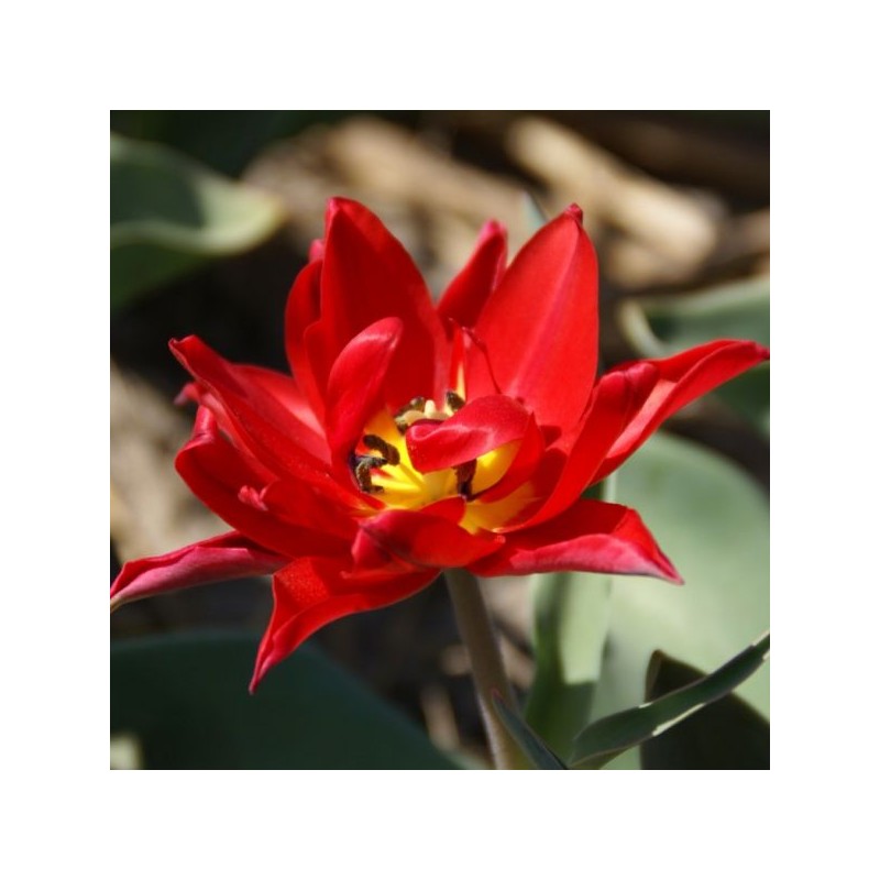 Tulipa 'Duc van Tol Double' Tulipa 'Duc van Tol Double'