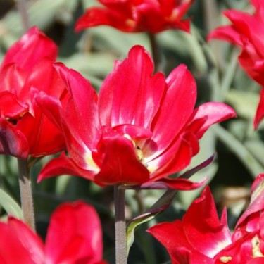 Tulipa 'Duc van Tol Double' Tulipa 'Duc van Tol Double'