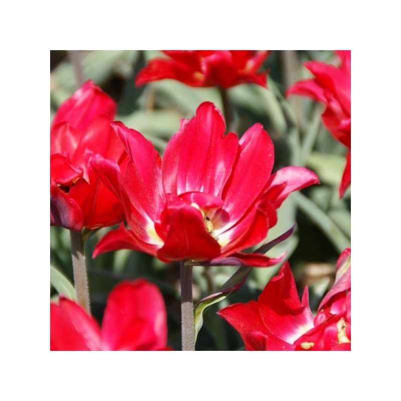 Tulipa 'Duc van Tol Double' Tulipa 'Duc van Tol Double'