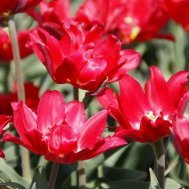 Tulipa 'Duc van Tol Double' Tulipa 'Duc van Tol Double'