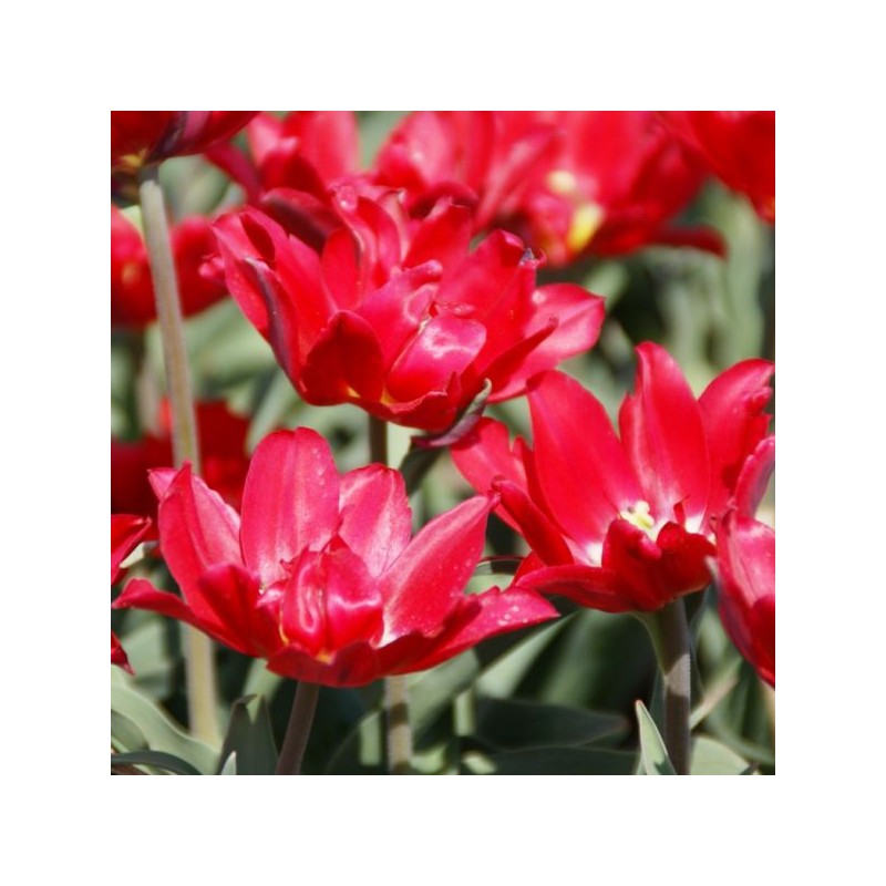 Tulipa 'Duc van Tol Double' Tulipa 'Duc van Tol Double'