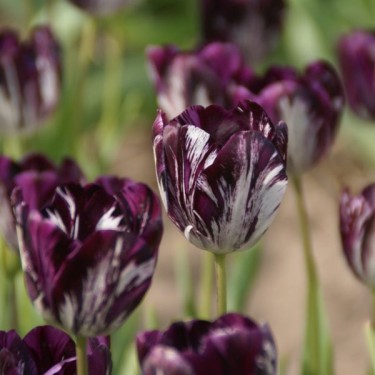 Tulipa 'Black and White'