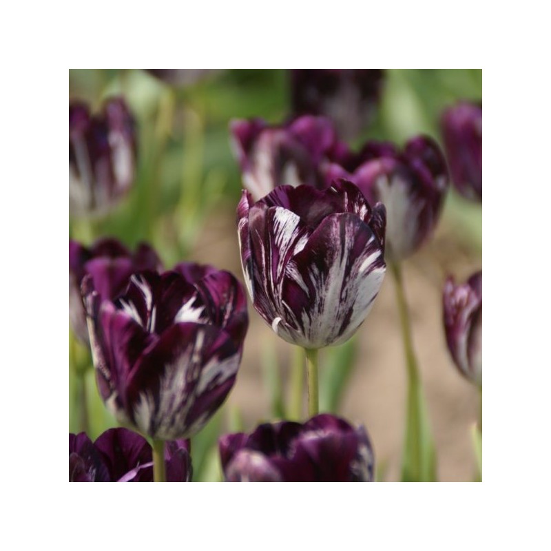 Tulipa 'Black and White'