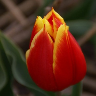 T. 'Duc van Tol Red and Yellow' T. 'Duc van Tol Red and Yellow'