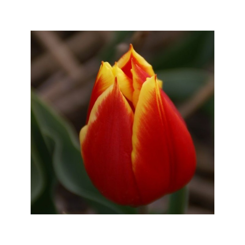 T. 'Duc van Tol Red and Yellow' T. 'Duc van Tol Red and Yellow'