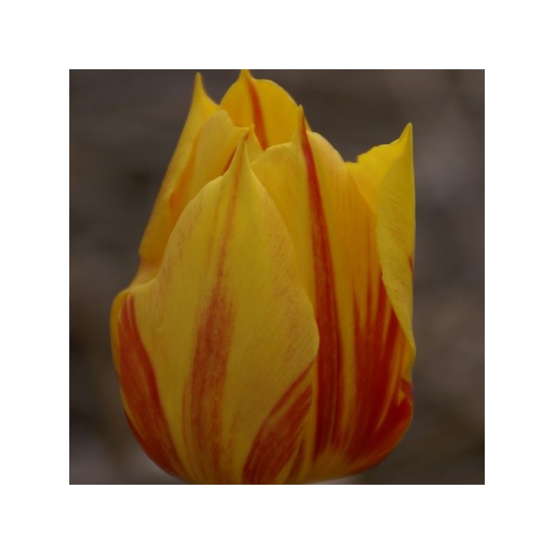 Tulipa 'Duc van Tol Aurora'