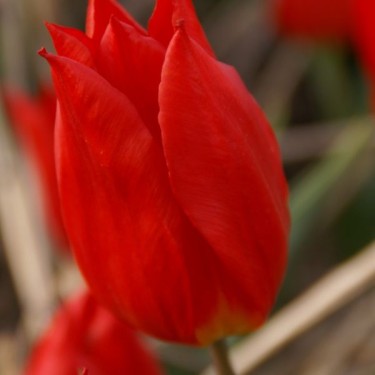 Tulipa 'Duc van Tol Cocchineal' Tulipa 'Duc van Tol Cocchineal'