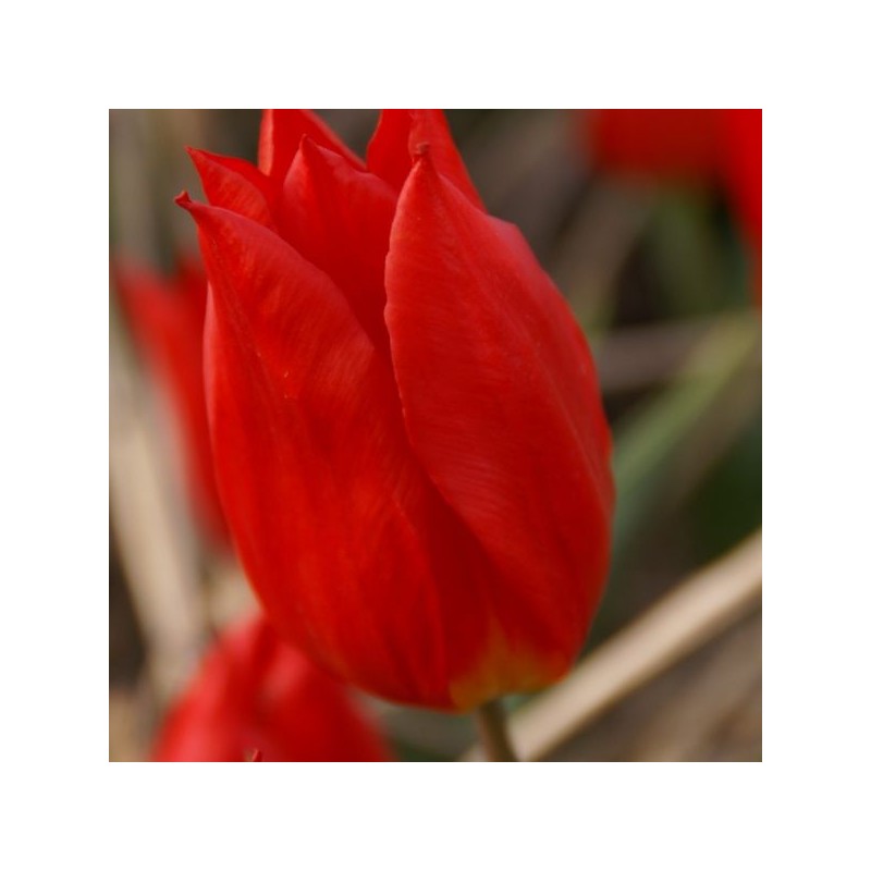 Tulipa 'Duc van Tol Cocchineal' Tulipa 'Duc van Tol Cocchineal'