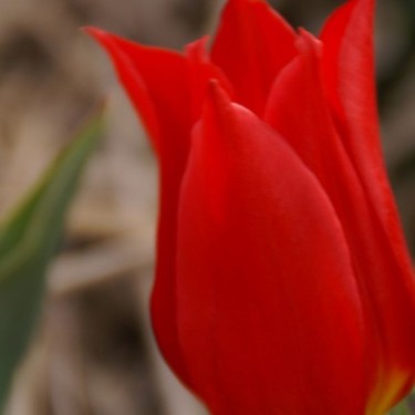 Tulipa 'Duc van Tol Cocchineal' Tulipa 'Duc van Tol Cocchineal'