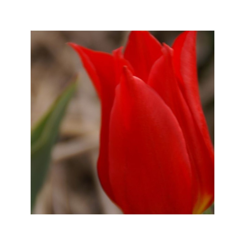 Tulipa 'Duc van Tol Cocchineal' Tulipa 'Duc van Tol Cocchineal'
