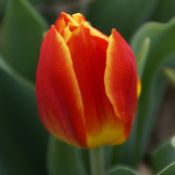 Tulipa 'Duc van Tol Salmon'