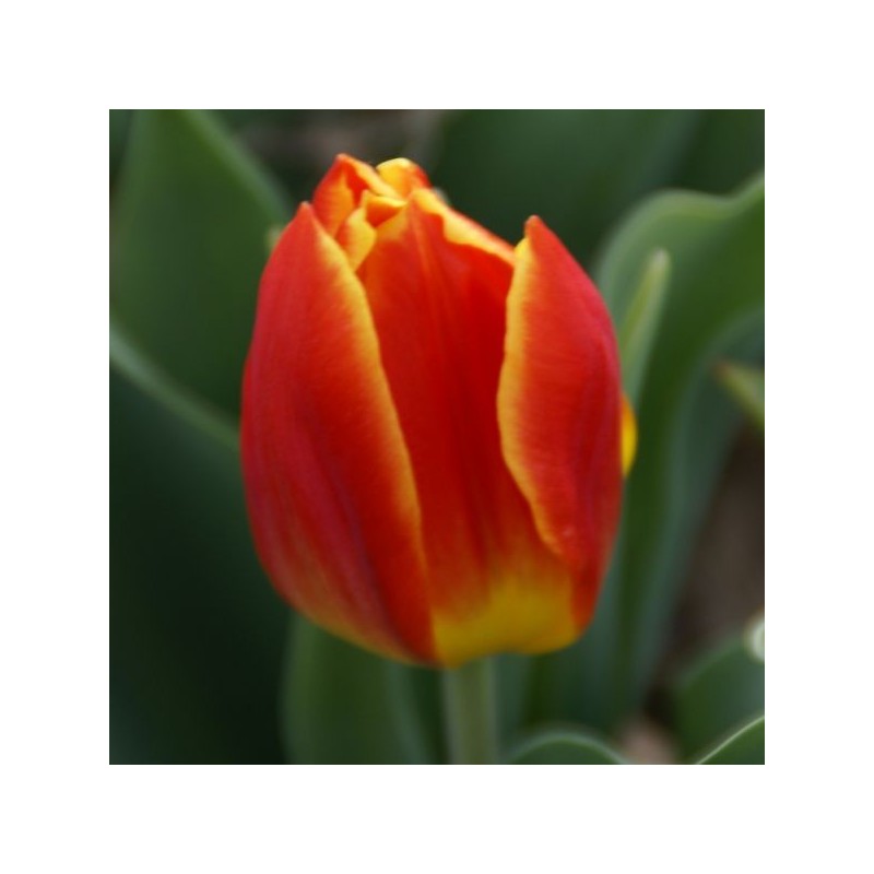 Tulipa 'Duc van Tol Salmon'