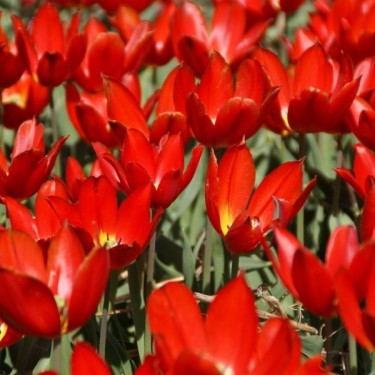 Tulipa 'Duc van Tol Scarlet' Tulipa 'Duc van Tol Scarlet'