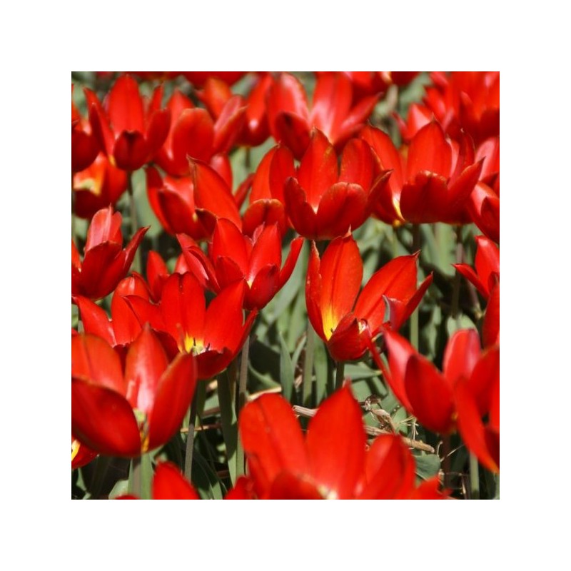 Tulipa 'Duc van Tol Scarlet' Tulipa 'Duc van Tol Scarlet'
