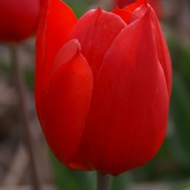 Tulipa 'Duc van Tol Scarlet' Tulipa 'Duc van Tol Scarlet'
