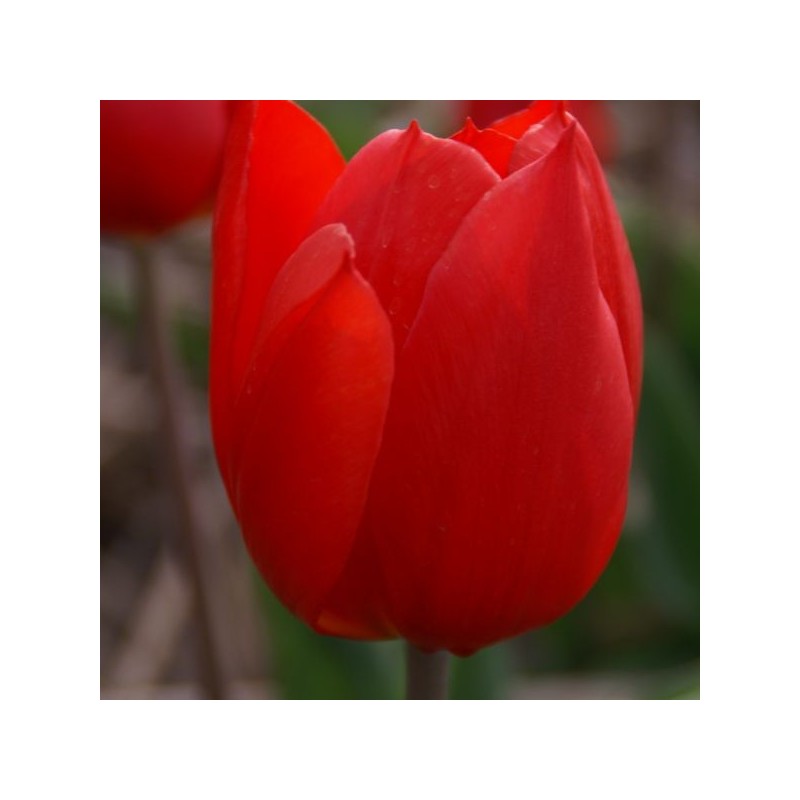 Tulipa 'Duc van Tol Scarlet' Tulipa 'Duc van Tol Scarlet'