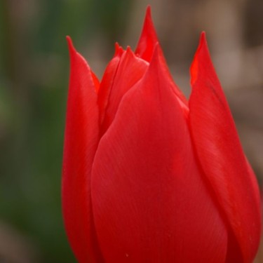 Tulipa 'Duc van Tol Scarlet' Tulipa 'Duc van Tol Scarlet'