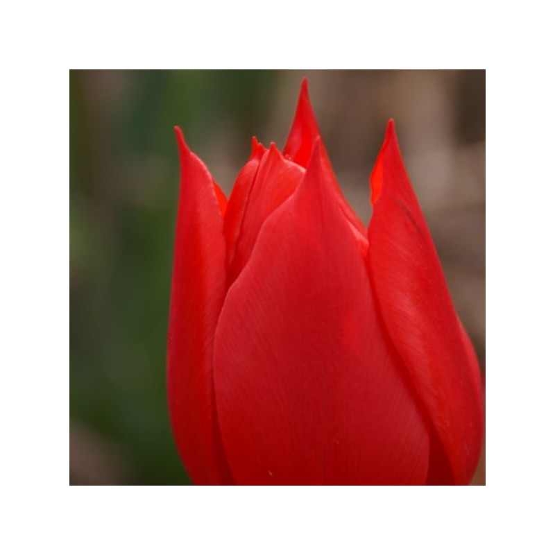 Tulipa 'Duc van Tol Scarlet' Tulipa 'Duc van Tol Scarlet'