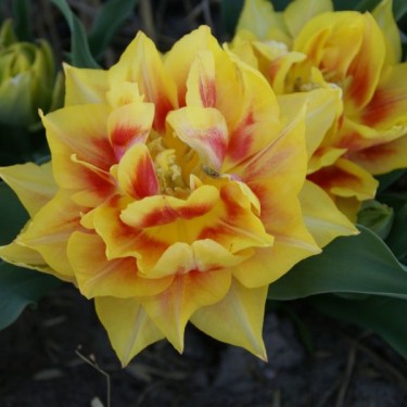 Tulipa 'Anna Sluyter'