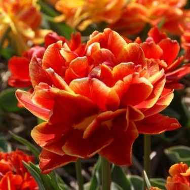 Tulipa 'Cornelia'