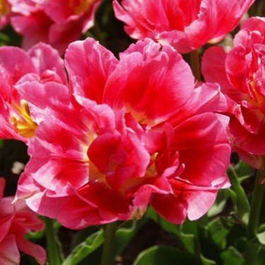 Tulipa 'Duchess of Kent'
