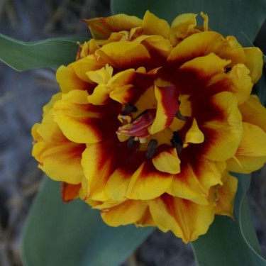 Tulipa 'Gloria Solis'