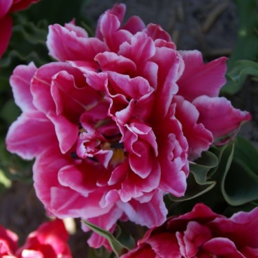 Tulipa 'Jan W. Reisen'