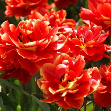Tulipa 'Kroeskop'
