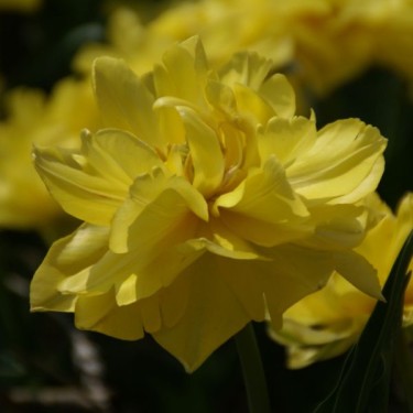 Tulipa 'Mr. v.d. Hoef'