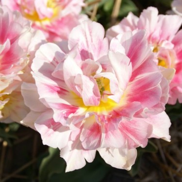 Tulipa 'Murillo Maxima'