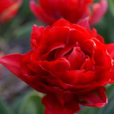 Tulipa 'Rex Rubrorum'