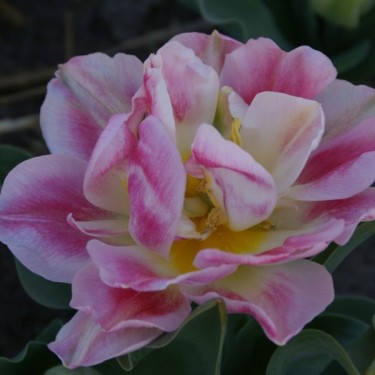 Tulipa 'Rose de la Montagne'