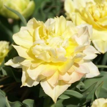 Tulipa 'Theeroos'