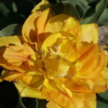 Tulipa 'Wilhelm Kordes'