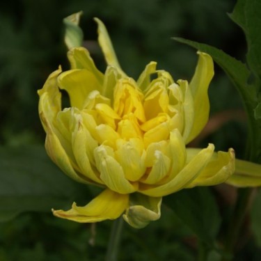 Tulipa 'Paeony Gold'