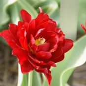 Tulipa 'Paeony Red'