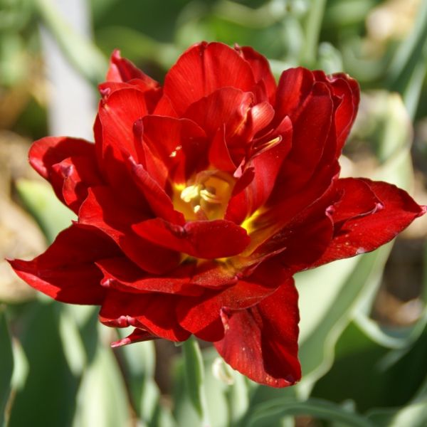 Tulipa 'Paeony Red'