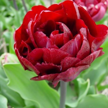 Tulipa 'Uncle Tom' Tulipa 'Uncle Tom'