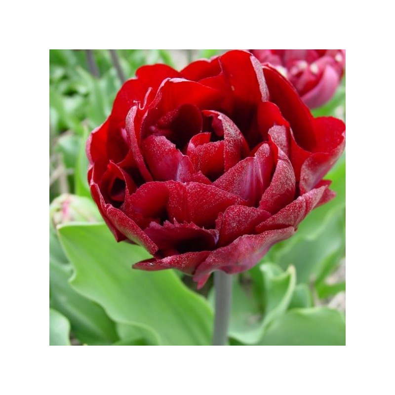 Tulipa 'Uncle Tom' Tulipa 'Uncle Tom'