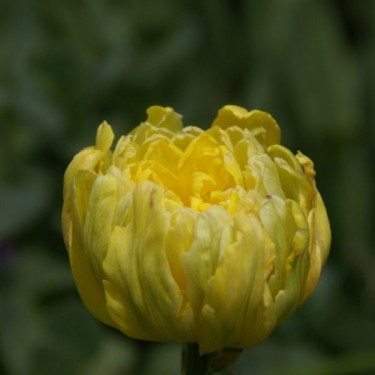 Tulipa 'Yellow Rose'