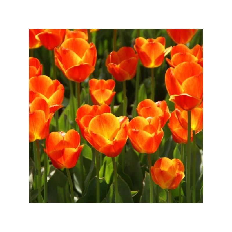 Tulipa 'Koningin Wilhelmina'