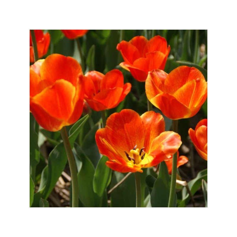 Tulipa 'Koningin Wilhelmina'