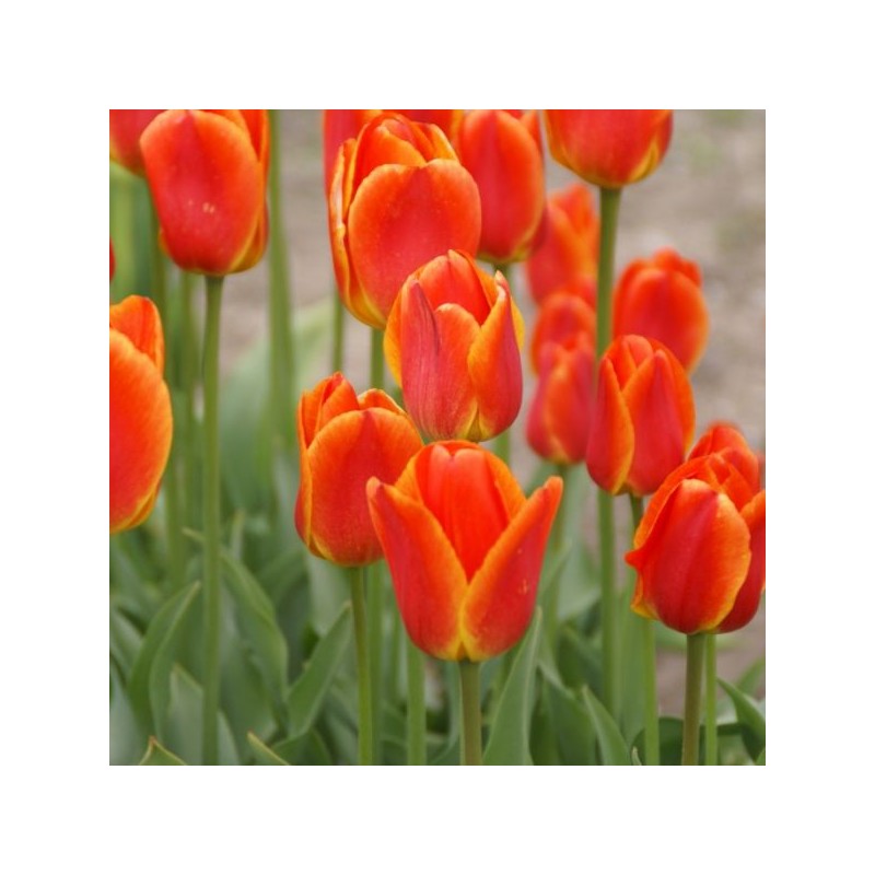 Tulipa 'Koningin Wilhelmina'