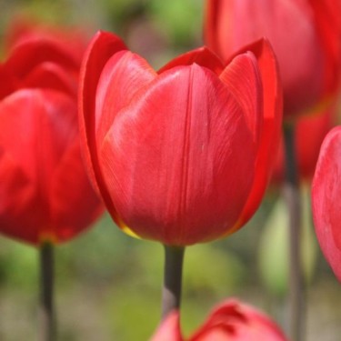 Tulipa 'Gold Tears'