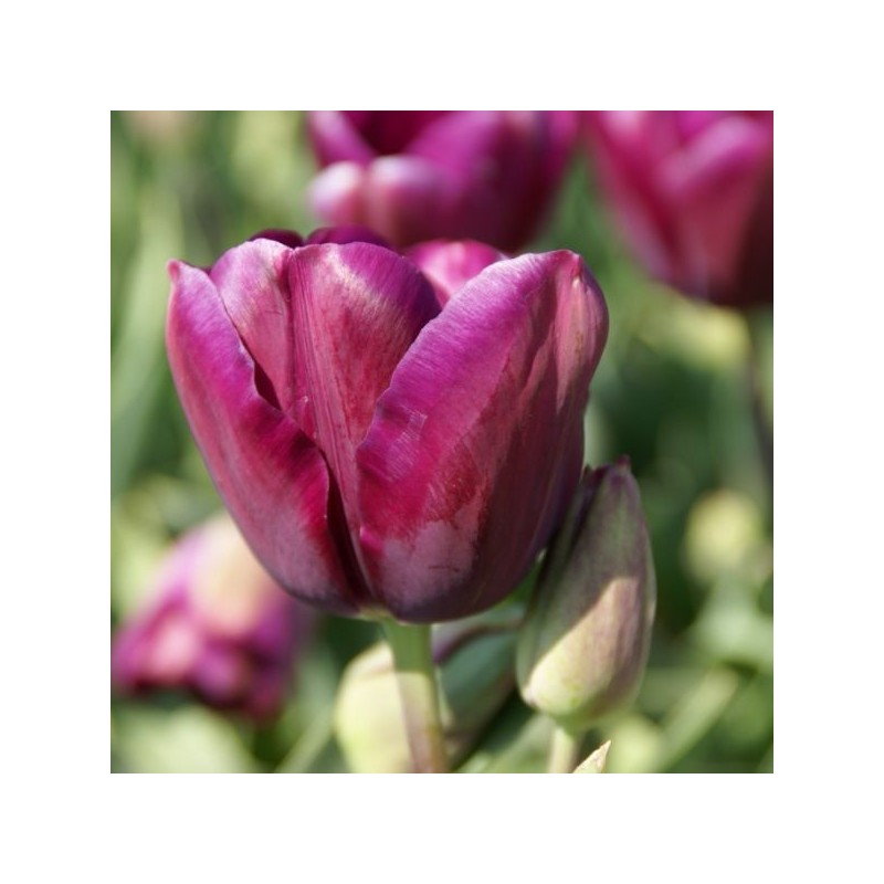 Tulipa 'Music' Tulipa 'Music'